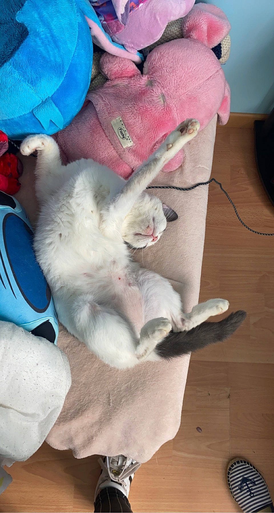 Rebelle participe au concours pour gagner de l'argent avec cette photo : canidae, carnivore, cat, comfort, companion_dog, dog_breed, domestic_short_haired_cat, fawn, felidae, flooring, fur, hardwood, lap, nap, paw, small_to_medium_sized_cats, tail, whiskers, wood