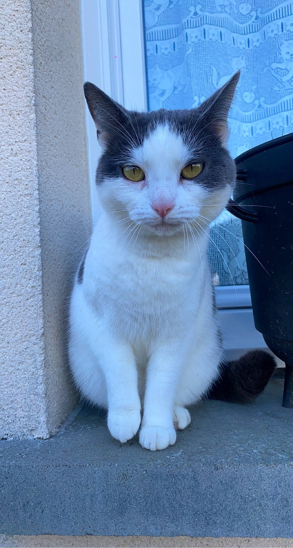 Rebelle participe au concours pour gagner de l'argent avec cette photo : box, carnivore, cat, domestic_short_haired_cat, felidae, fur, grey, paw, plastic_bag, road_surface, sitting, small_to_medium_sized_cats, snout, tail, waste_container, waste_containment, whiskers, window
