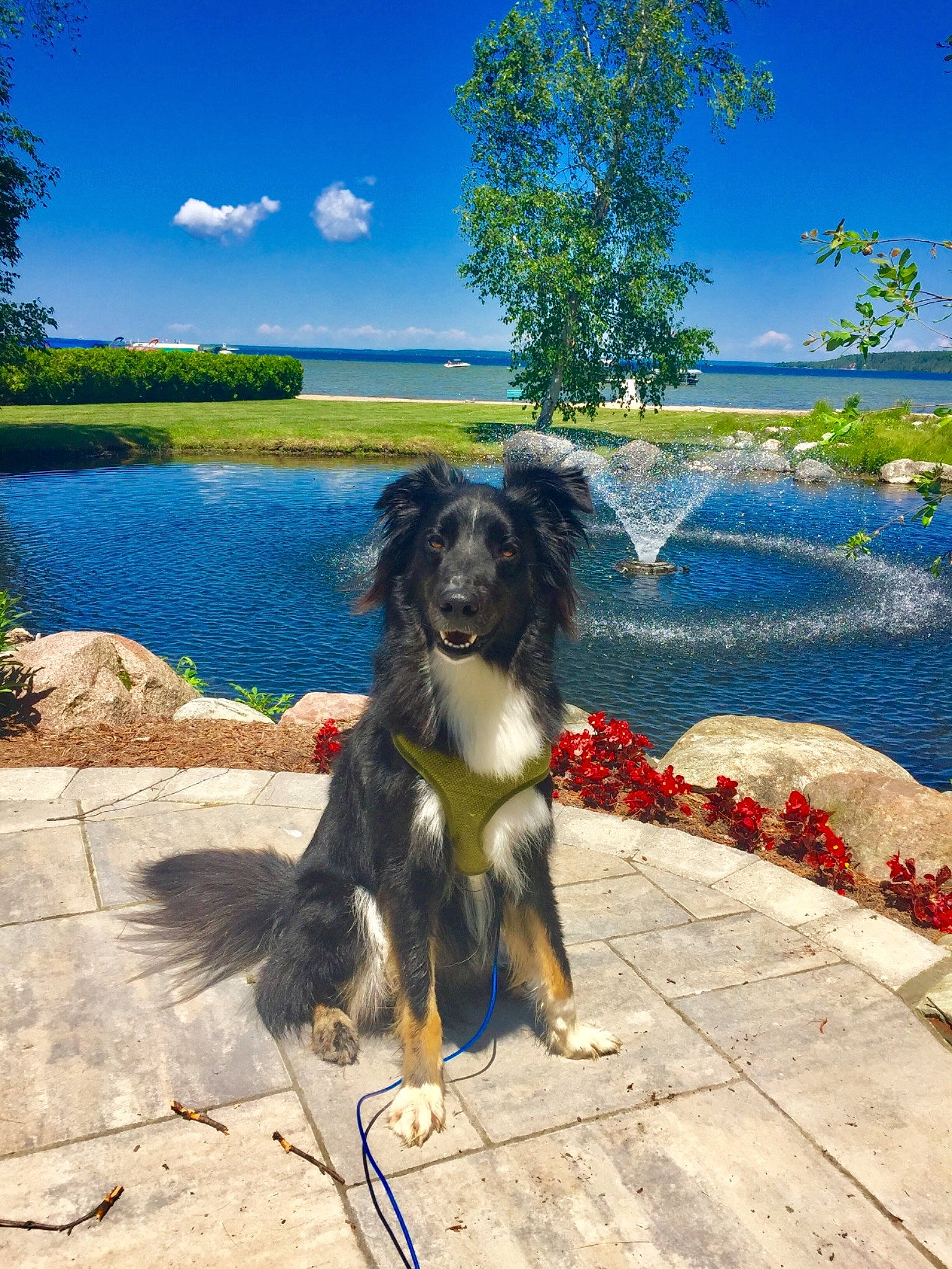 Kody joined the competition — help win amazing prizes! canidae, carnivore, dog, dog_breed, spaniel, sporting_group, stabyhoun, tree, water, working_dog