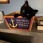 Luna is registered to the contest to win money with this photo: animal, black_cat, box, cat, container, curious, cute, decor, face, feline, indoor, kitten, looking, paw, pet, playing, shelf, toy_box, wooden_box, young_cat