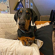 Draxx is registered to the contest to win money with this photo: animal, black, blanket, brown, canine, collar, couch, doberman, dog, domestic, flag, furniture, home, indoor, paw, pet, picture_frame, relaxing, resting, wall
