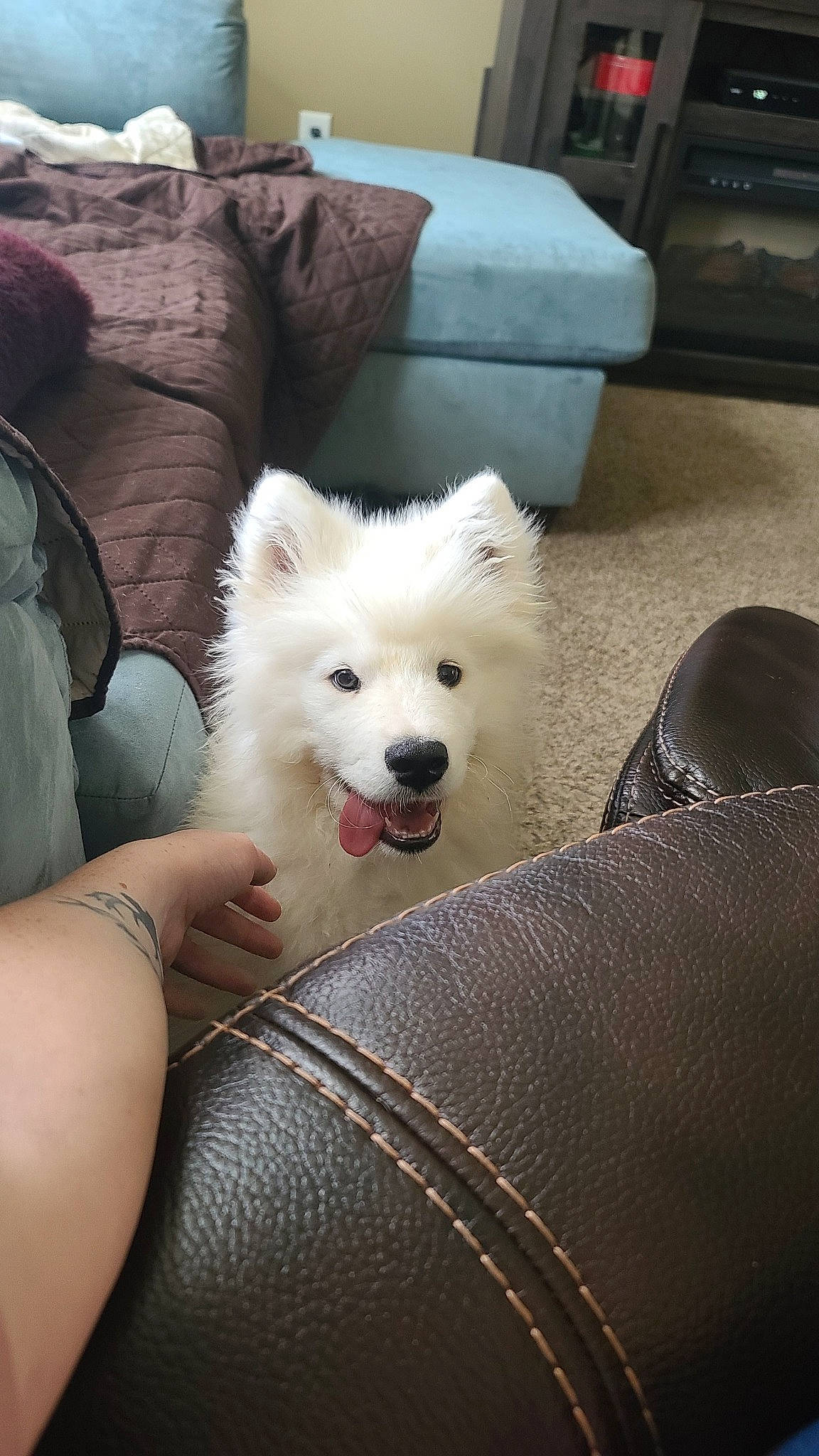Achilles joined the competition — help win amazing prizes! american_eskimo_dog, canidae, carnivore, comfort, companion_dog, couch, dog, dog_breed, flooring, fur, german_spitz, german_spitz_mittel, indian_spitz, japanese_spitz, pillow, samoyed, sitting, spitz, sporting_group, volpino_italiano
