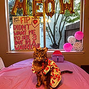 Jade is registered to the contest to win money with this photo: animal, balloons, banner, birthday, bow, cat, celebration, costume, cute, decorations, floral_dress, furniture, indoor, party, paw_prints, pet, pink, sign, table, window