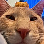 Jasper is registered to the contest to win money with this photo: cat, close_up, tater_tot, food, pet, whiskers, ears, indoor, animal, cute, fur, nose, face, funny, balance, orange_cat, domestic_cat, relaxed, portrait, meme