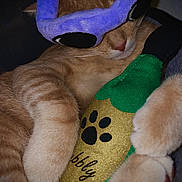 Jasper joined the competition — help win amazing prizes! cat, ginger_cat, plush_toy, bottle_toy, paw_print, purple_mask, sleeping, cute, pet, feline, cozy, soft, animal, relaxed, indoor, close_up, toy, funny, nap, whiskers
