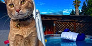 Jasper is registered to the contest to win money with this photo: cat, orange_tabby, collar, outdoor, daylight, pool, pool_ladder, blue_sky, backyard, floating_raft, fence, tree, pet, animal, water, sunny, sitting, whiskers, ears, tail