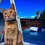 animal, backyard, blue_sky, cat, collar, daylight, ears, fence, floating_raft, orange_tabby, outdoor, pet, pool, pool_ladder, sitting, sunny, tail, tree, water, whiskers