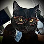 Dom Om Nom joined the competition — help win amazing prizes! cat, black_cat, glasses, eyewear, tie, pet, animal, indoor, closeup, whiskers, face, portrait, feline, domestic_cat, cute, looking_at_camera, curious, wearing_accessory, mammal, eyes