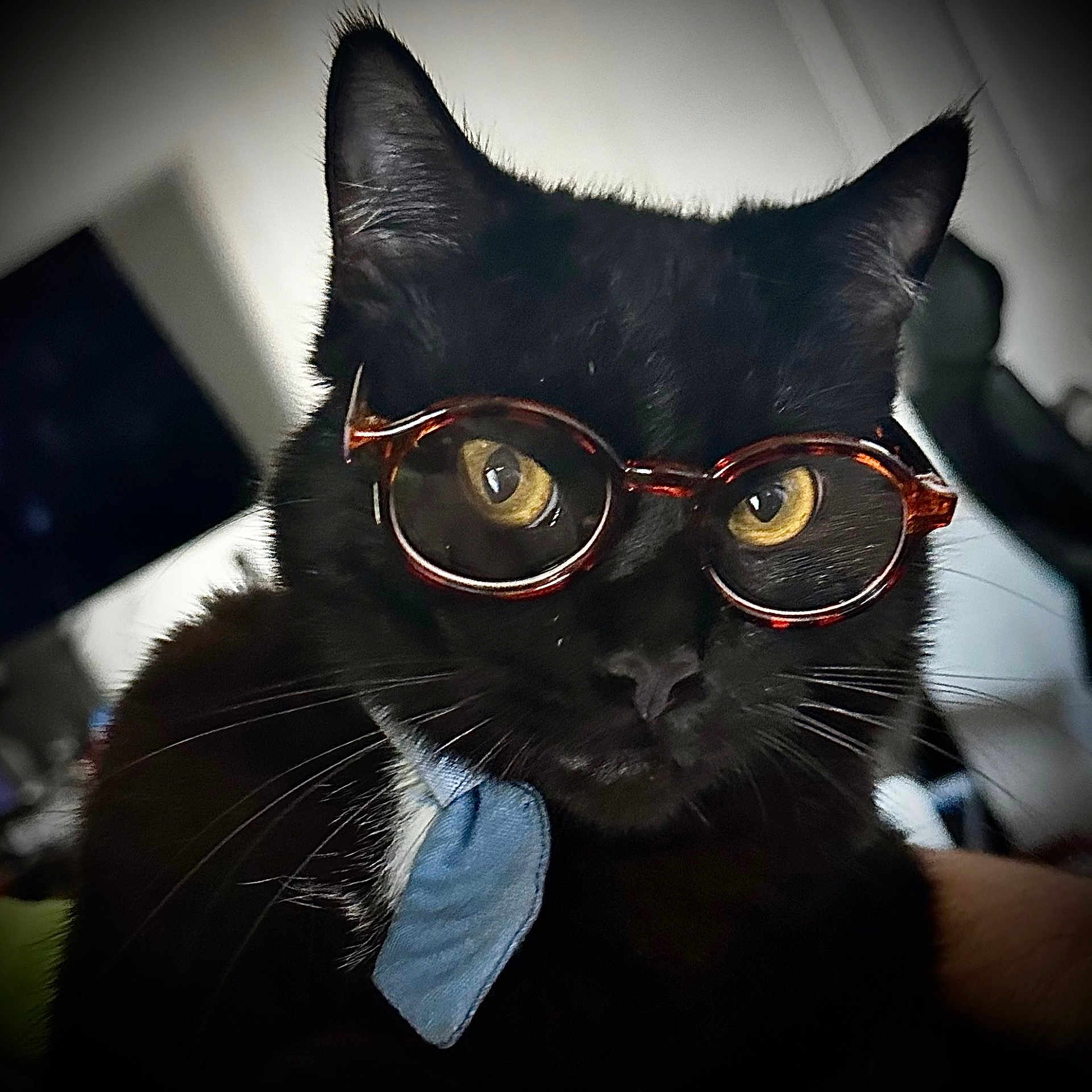 Dom Om Nom joined the competition — help win amazing prizes! cat, black_cat, glasses, eyewear, tie, pet, animal, indoor, closeup, whiskers, face, portrait, feline, domestic_cat, cute, looking_at_camera, curious, wearing_accessory, mammal, eyes