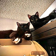 Dom Om Nom is registered to the contest to win money with this photo: black_cat, cat, pets, indoor, feline, relaxed, stretching, animal, companion, two_cats, looking, resting, home, fur, whiskers, ears, paws, ceiling, shelf, crate