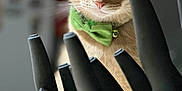 Dom Om Nom is registered to the contest to win money with this photo: cat, green_bow_tie, knife_handles, kitchen, indoor, pet, animal, close_up, focus, curious, domestic_cat, orange_cat, feline, portrait, still_life, background_blur, soft_lighting, tabletop, household, domestic
