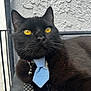 Dom Om Nom is registered to the contest to win money with this photo: cat, black_cat, tie, collar, golden_eyes, pet, animal, feline, closeup, portrait, indoor, metal_surface, resting, looking_away, whiskers, ears, fur, cute, domestic_animal, accessory