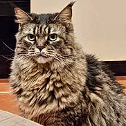 Opale a rejoint le concours — aidez-le/la à gagner de superbes lots ! animal, cat, close_up, cute, domestic_cat, ears, eyes, face, feline, fluffy, focused, fur, indoor, long_hair, mammal, pet, portrait, sitting, tabby, whiskers