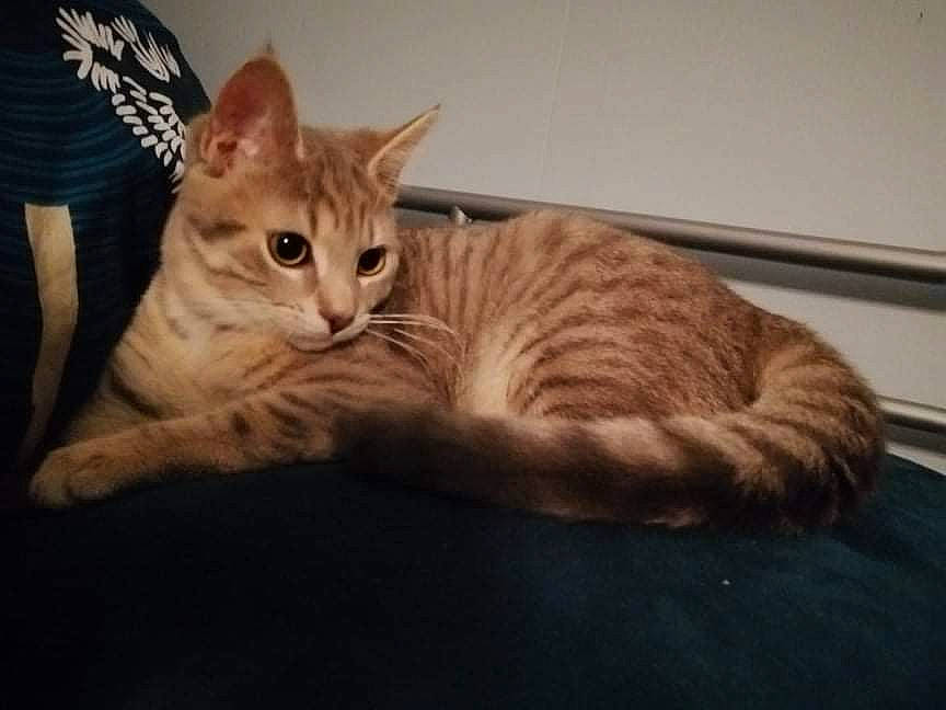 Wapi a rejoint le concours — aidez-le/la à gagner de superbes lots ! bed, carnivore, cat, cat_furniture, claw, comfort, couch, domestic_short_haired_cat, eye, fawn, felidae, fur, paw, sitting, small_to_medium_sized_cats, snout, t_shirt, tail, whiskers, wood