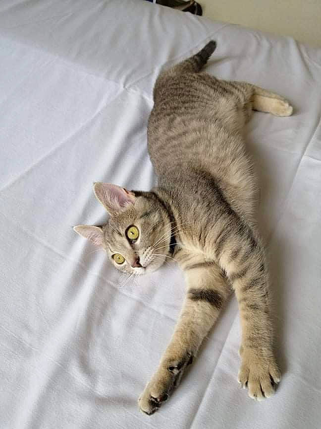 Wapi a rejoint le concours — aidez-le/la à gagner de superbes lots ! bed, carnivore, cat, claw, comfort, domestic_short_haired_cat, fawn, felidae, fur, grey, linens, paw, small_to_medium_sized_cats, snout, tail, terrestrial_animal, whiskers, wood