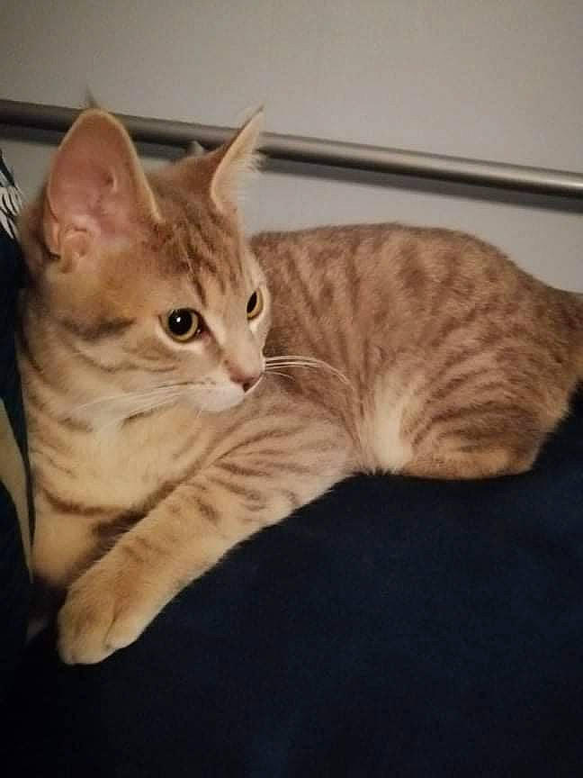 Wapi participe au concours pour gagner de l'argent avec cette photo : carnivore, cat, cat_furniture, claw, comfort, domestic_short_haired_cat, fawn, felidae, fur, mammal, paw, sitting, small_to_medium_sized_cats, snout, tail, vertebrate, whiskers, wood