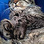 animal, blue_background, cat, close_up, comfort, cozy, cute, domestic_cat, feline, fur, indoor, nap, paw, pet, relaxed, resting, sleeping, soft, tabby, whiskers
