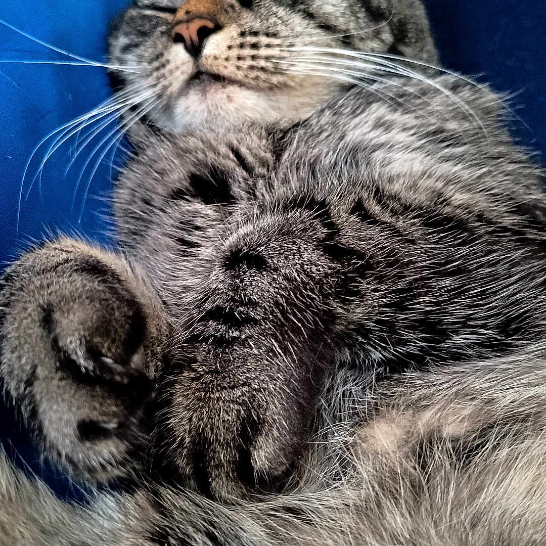 Lola joined the competition — help win amazing prizes! animal, blue_background, cat, close_up, comfort, cozy, cute, domestic_cat, feline, fur, indoor, nap, paw, pet, relaxed, resting, sleeping, soft, tabby, whiskers