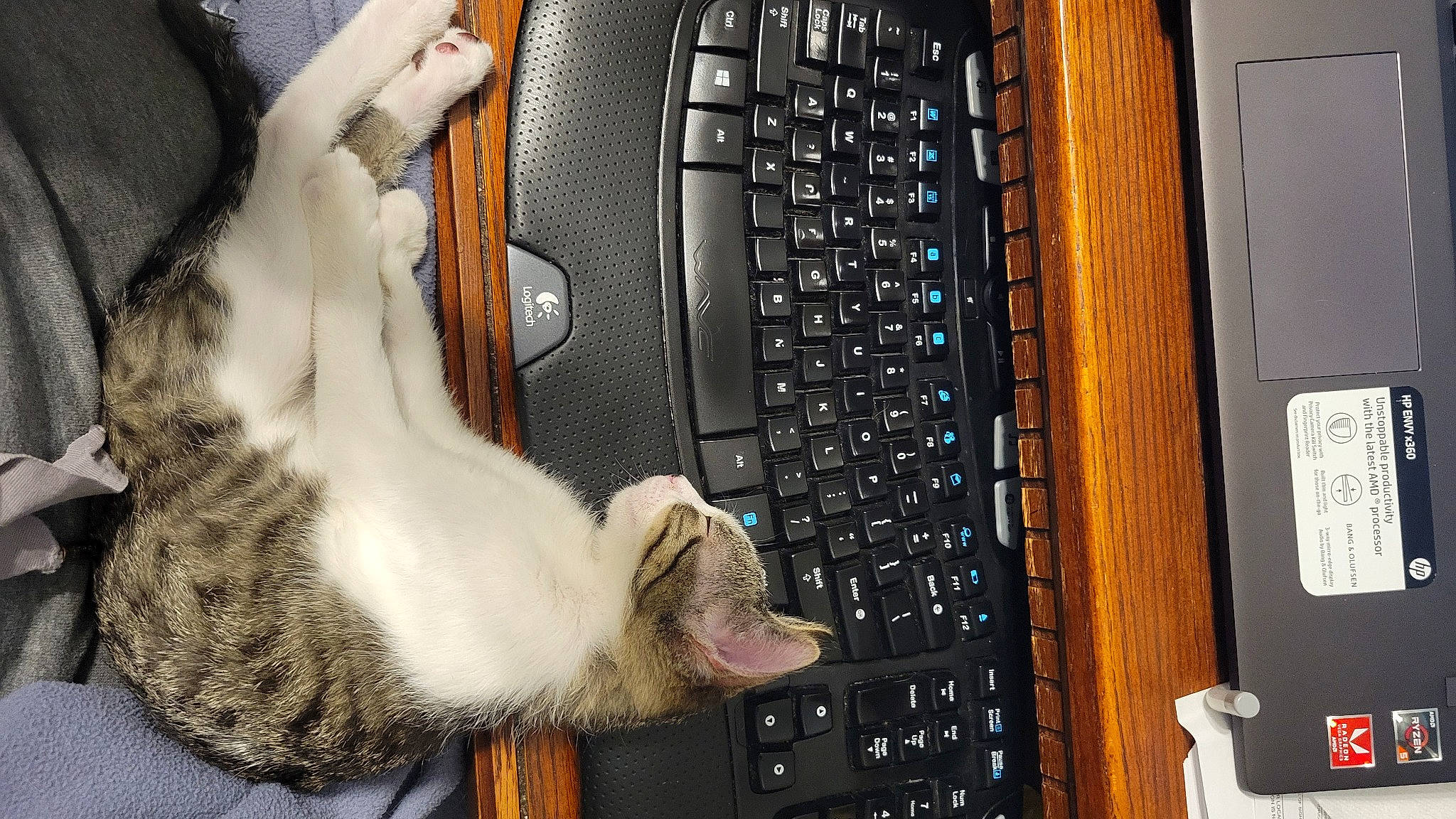 Malcolm joined the competition — help win amazing prizes! audio_equipment, carnivore, cat, comfort, computer, computer_hardware, fawn, felidae, gadget, input_device, machine, netbook, numeric_keypad, office_equipment, peripheral, personal_computer, pet_supply, small_to_medium_sized_cats, snout, whiskers