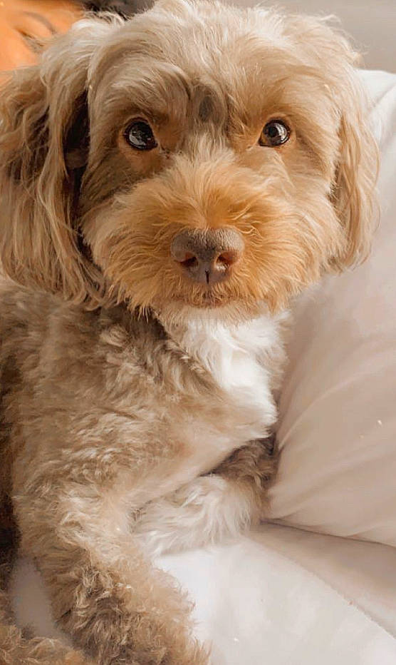 Cachito joined the competition — help win amazing prizes! canidae, carnivore, companion_dog, dog, dog_breed, fur, liver, maltepoo, puppy_love, shih_poo, snout, sporting_group, toy_dog, water_dog, working_animal, yorkipoo