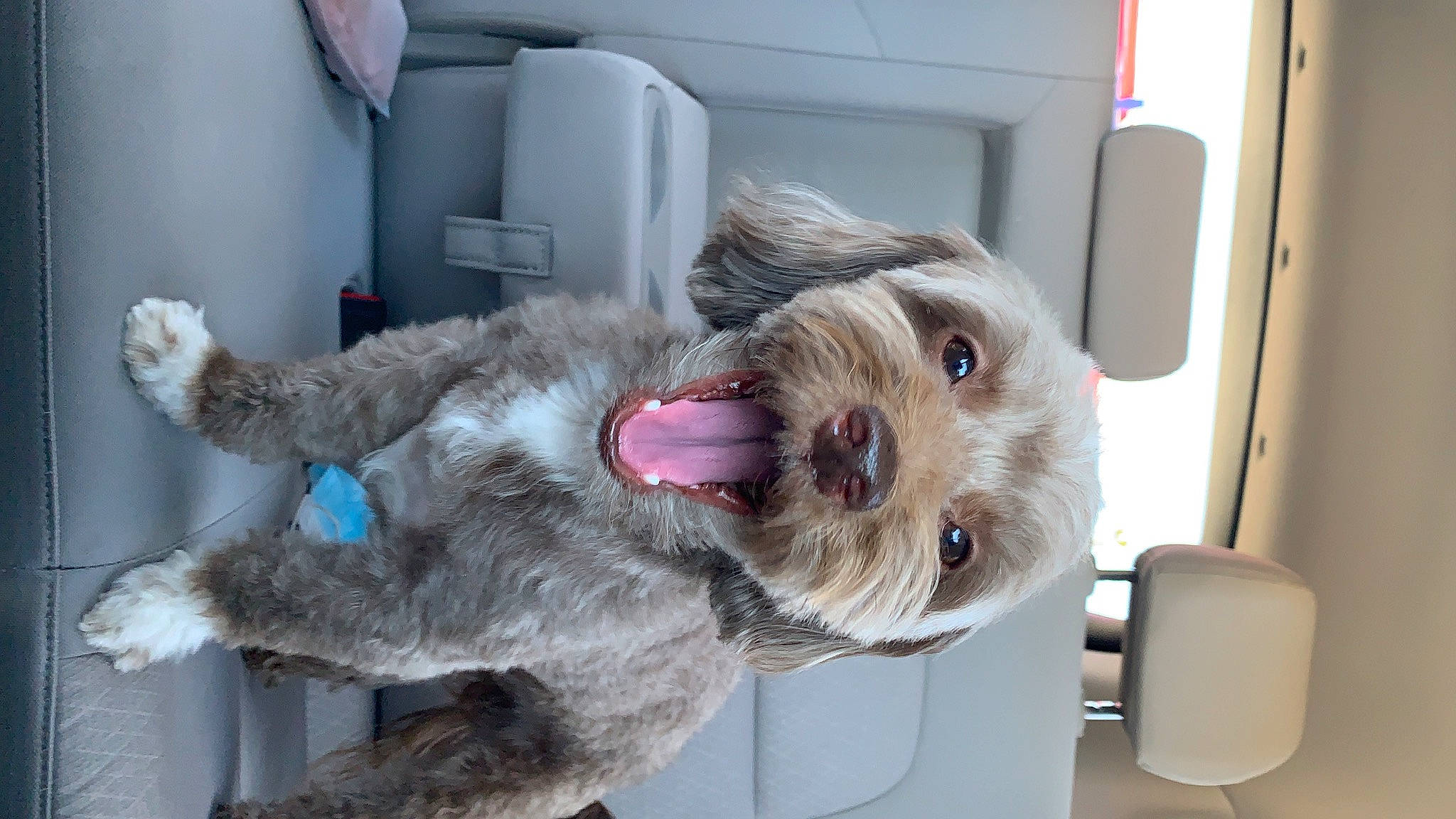 Cachito is registered to the contest to win money with this photo: canidae, carnivore, collar, companion_dog, dog, dog_breed, dog_supply, fawn, fur, household_supply, puppy, schnauzer, small_terrier, snout, sporting_group, terrier, vehicle, working_animal