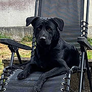 Sparko a rejoint le concours — aidez-le/la à gagner de superbes lots ! dog, black_dog, lounge_chair, outdoor, pet, animal, reclining_chair, grass, relaxing, canine, mesh_chair, resting, ears, fur, sidewalk, garden, calm, watchful, domestic_animal, one_animal