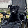 dog, black_dog, lounge_chair, outdoor, pet, animal, reclining_chair, grass, relaxing, canine, mesh_chair, resting, ears, fur, sidewalk, garden, calm, watchful, domestic_animal, one_animal