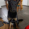 dog, black_tan, sitting, indoor, tile_floor, wooden_chair, wooden_table, window, household_items, pet, canine, ears_up, looking_at_camera, floor, domestic, furniture, room, animal, companion, home