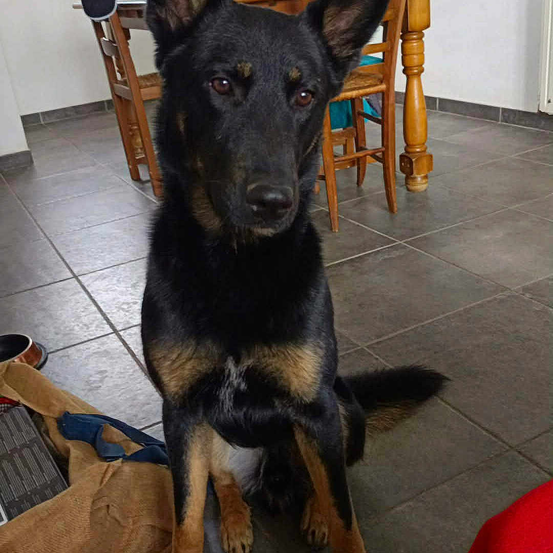 Rex