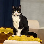 Max is registered to the contest to win money with this photo: cat, black_and_white, sitting, table, yellow_placemats, wooden_table, indoor, curious, pet, domestic_cat, feline, collar, fur, whiskers, eyes, face, tail, chair, background_blur, domestic