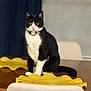cat, black_and_white, sitting, table, yellow_placemats, wooden_table, indoor, curious, pet, domestic_cat, feline, collar, fur, whiskers, eyes, face, tail, chair, background_blur, domestic