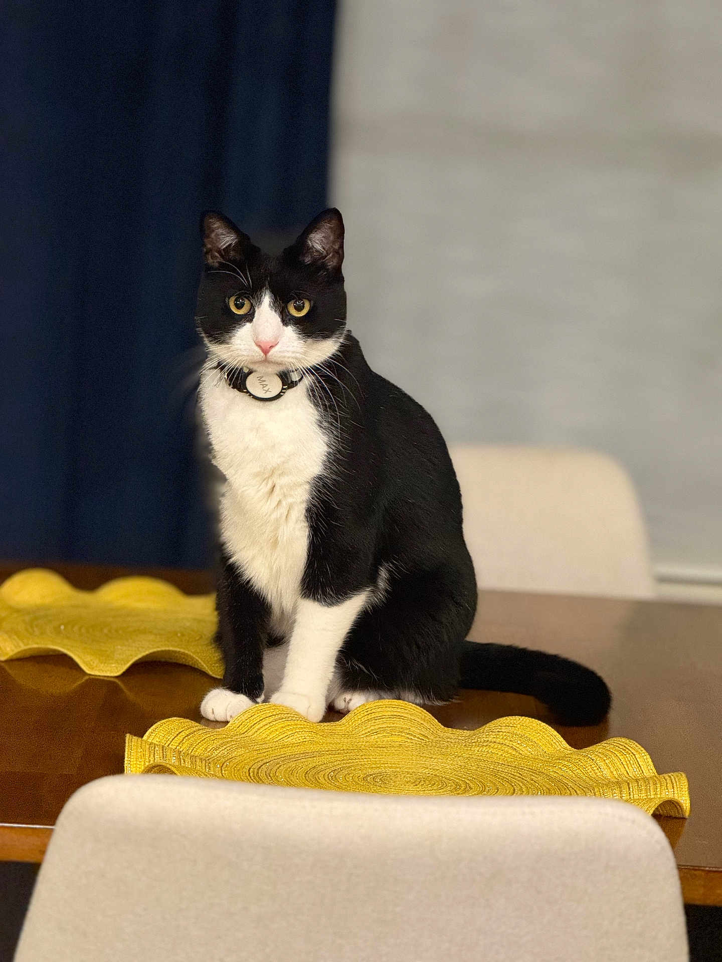 Max is registered to the contest to win money with this photo: cat, black_and_white, sitting, table, yellow_placemats, wooden_table, indoor, curious, pet, domestic_cat, feline, collar, fur, whiskers, eyes, face, tail, chair, background_blur, domestic