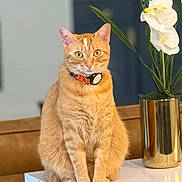 Ginger is registered to the contest to win money with this photo: cat, ginger_cat, sitting, table, marble, collar, tag, flower, orchid, vase, gold_vase, plant, indoor, pet, feline, fur, whiskers, ears, eyes, blurred_background