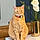 Ginger
