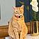 Ginger