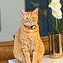 cat, ginger_cat, sitting, table, marble, collar, tag, flower, orchid, vase, gold_vase, plant, indoor, pet, feline, fur, whiskers, ears, eyes, blurred_background