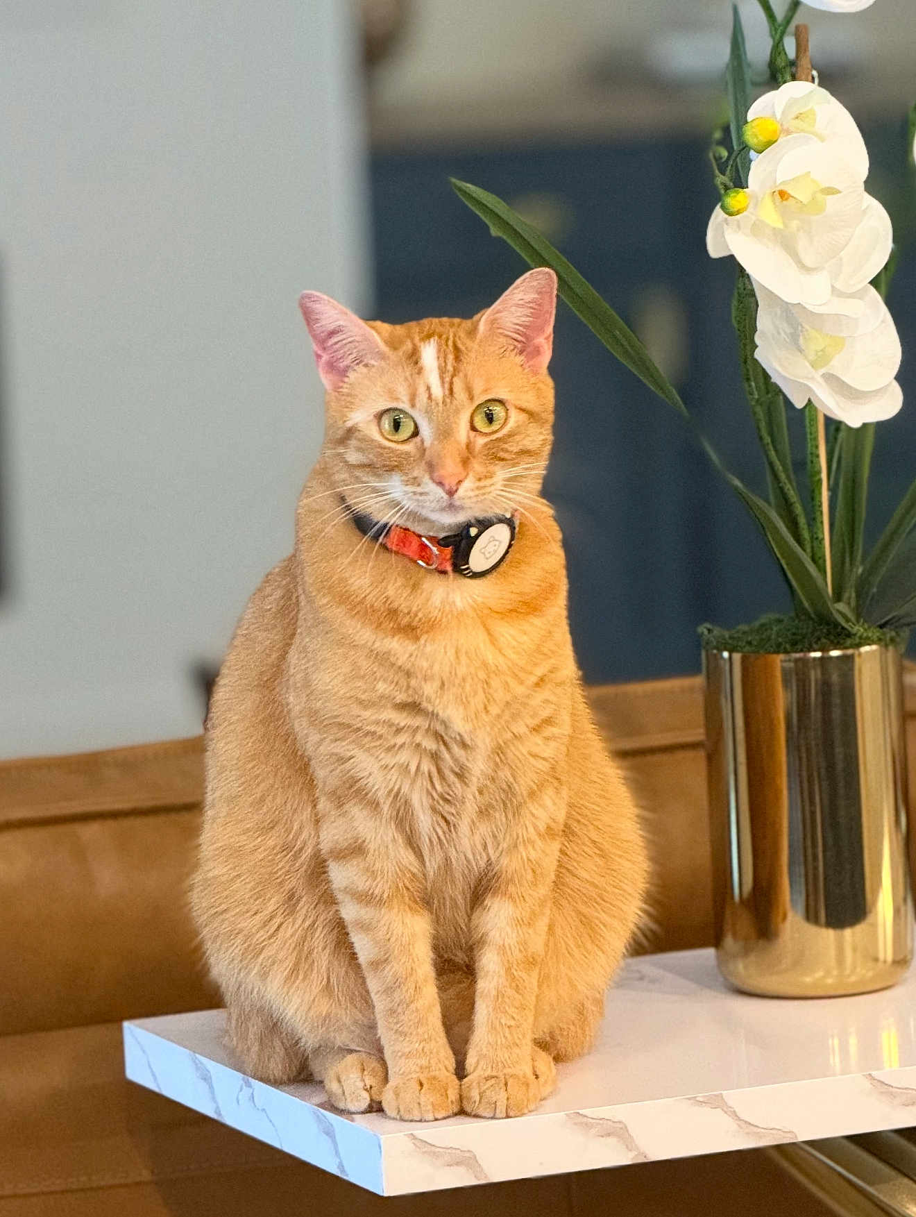 Ginger is registered to the contest to win money with this photo: cat, ginger_cat, sitting, table, marble, collar, tag, flower, orchid, vase, gold_vase, plant, indoor, pet, feline, fur, whiskers, ears, eyes, blurred_background