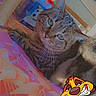 Biscotte participe au concours pour gagner de l'argent avec cette photo : animal, bedspread, cartoon_character, cat, close_up, colorful, feline, floral_pattern, green_eyes, indoors, lying_down, pet, playful, portrait, romantic, striped_fur, tabby_cat, text_overlay, whiskers, wooden_frame