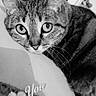 Biscotte participe au concours pour gagner de l'argent avec cette photo : animal, bedding, black_and_white, blanket, cat, close_up, couch, ears, feline, grayscale, home, indoors, pet, portrait, romantic, striped_fur, tabby_cat, text_overlay, whiskers, wide_eyes