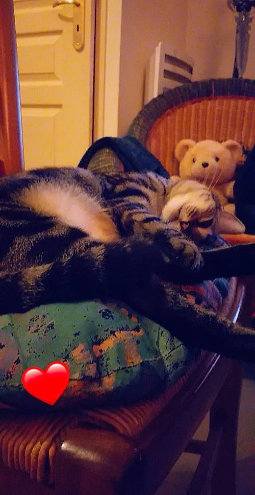 Biscotte participe au concours pour gagner de l'argent avec cette photo : carnivore, cat, cloud, comfort, companion_dog, couch, domestic_short_haired_cat, felidae, flooring, fur, furniture, lap, linens, nap, room, sky, small_to_medium_sized_cats, tail, whiskers, wood