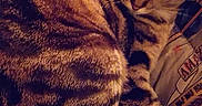 Biscotte participe au concours pour gagner de l'argent avec cette photo : animal, bed, bedding, bedroom, blanket, cat, cozy, curled_up, ears, face, feline, green_eyes, heart_emoji, indoors, lying_down, pet, portrait, striped_fur, tabby, whiskers