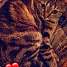 animal, bed, bedding, bedroom, blanket, cat, cozy, curled_up, ears, face, feline, green_eyes, heart_emoji, indoors, lying_down, pet, portrait, striped_fur, tabby, whiskers
