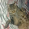 bed, bedding, belly, cartoon_sticker, cat, closed_eyes, cozy, feline, indoor, lying_down, patterned_fabric, paws, pet, portrait, relaxed, sleeping, sleepy, tabby_cat, timestamp, whiskers