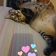 Biscotte a rejoint le concours — aidez-le/la à gagner de superbes lots ! animal, bed, bedroom, belly, blanket, cat, ears, eyes, funny_pose, heart_stickers, indoor, lying_down, paws, pet, photograph, relaxed, striped_fur, tabby_cat, upside_down, whiskers