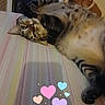 animal, bed, bedroom, belly, blanket, cat, ears, eyes, funny_pose, heart_stickers, indoor, lying_down, paws, pet, photograph, relaxed, striped_fur, tabby_cat, upside_down, whiskers
