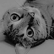 Biscotte a rejoint le concours — aidez-le/la à gagner de superbes lots ! cat, close_up, black_and_white, whiskers, eyes, pet, animal, feline, lying_down, face, curious, fur, indoor, portrait, cute, tabby, relaxed, looking, nose, ears