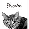 alert, animal, biscotte, black_and_white, cat, close_up, cute, ears, feline, fur, indoor, nose, pet, photograph, portrait, tabby_cat, text_overlay, whiskers, white_background, wide_eyes