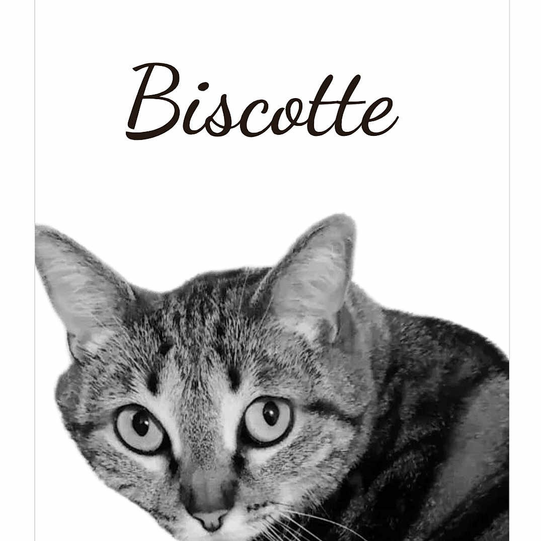 Biscotte