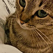 Biscotte participe au concours pour gagner de l'argent avec cette photo : animal, blanket, cat, close_up, cozy, curious, cute, domestic_animal, feline, fur, green_eyes, indoor, mammal, pet, portrait, resting, sleepy, soft, tabby, whiskers