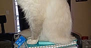 Bug is registered to the contest to win money with this photo: cat, fluffy, indoor, folders, notebooks, stack, office, paperwork, sitting, table, lamp, curtains, window, cozy, pet, animal, feline, home, documents, glowing_eyes